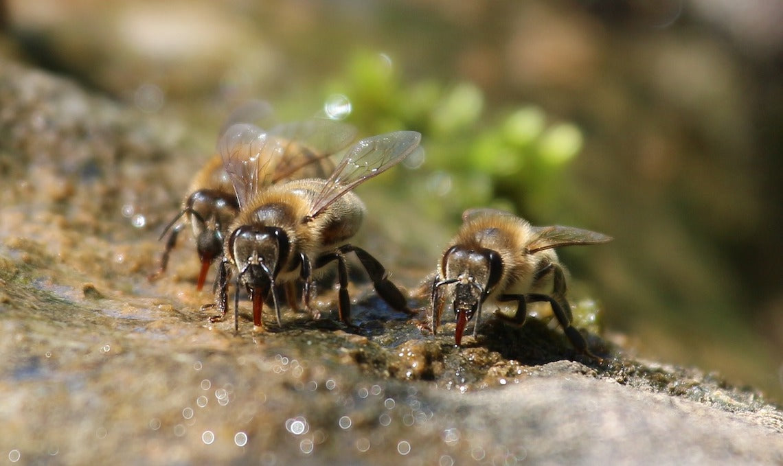 Bienentränke bauen 