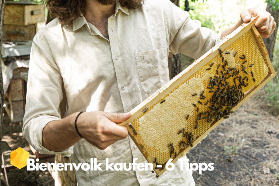 Tipps zum Bienenvolk kaufen 