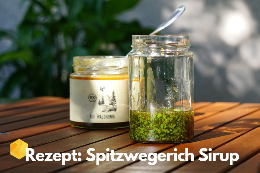 Spitzwegerich Sirup