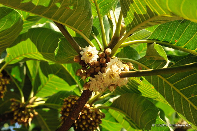 Cheauri Baum in Nepal