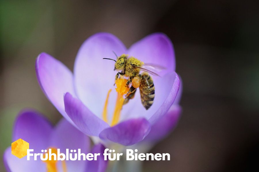 frühblüher für bienen