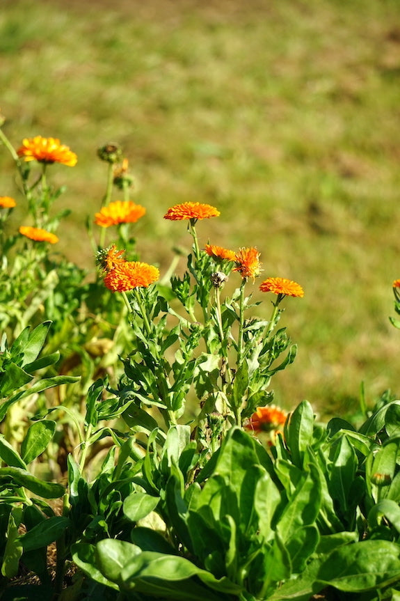 Ringelblumen beegut