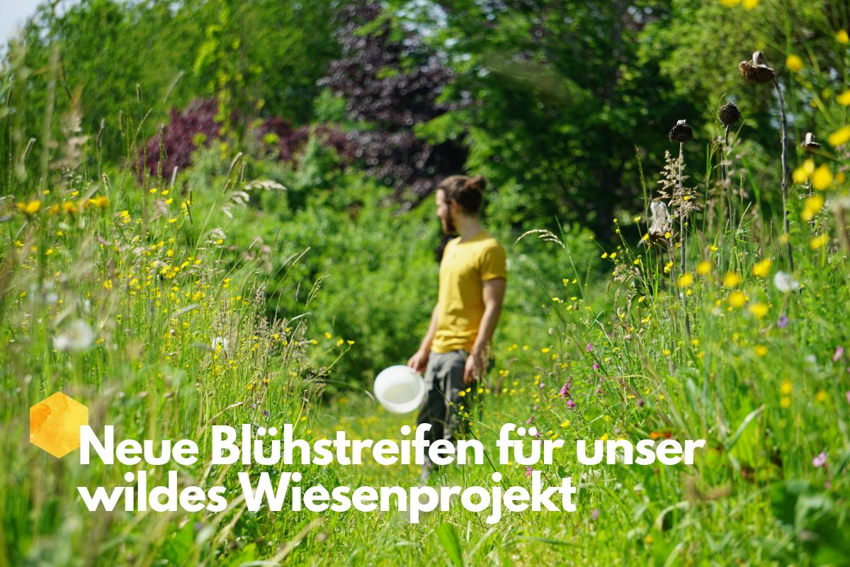 wildes wiesenprojekt beegut