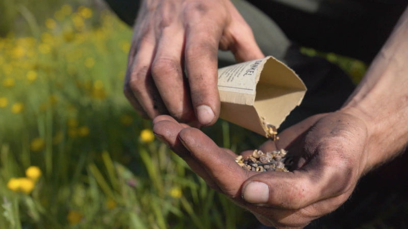 bienenfreundliches saatgut auf bienenwiede säen