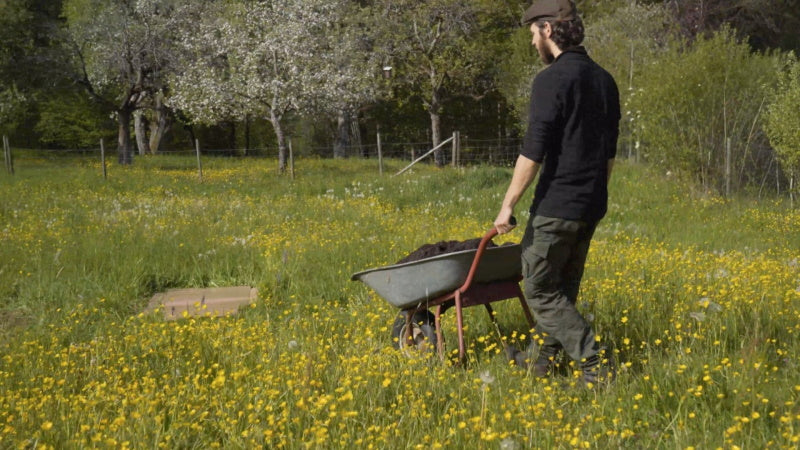 bienenweide anlegen blumenerde