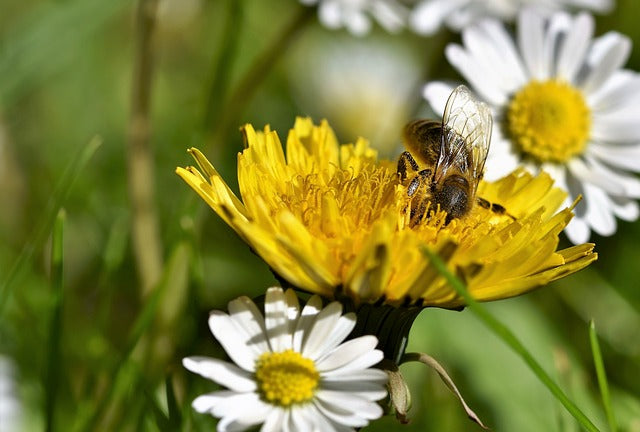 biene auf wildblume