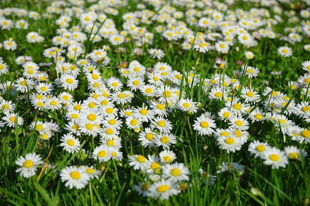 gänseblümchen für bienen