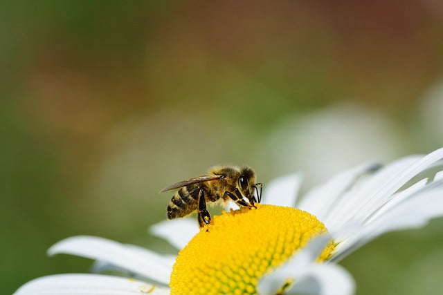 bio honigbiene auf blüte