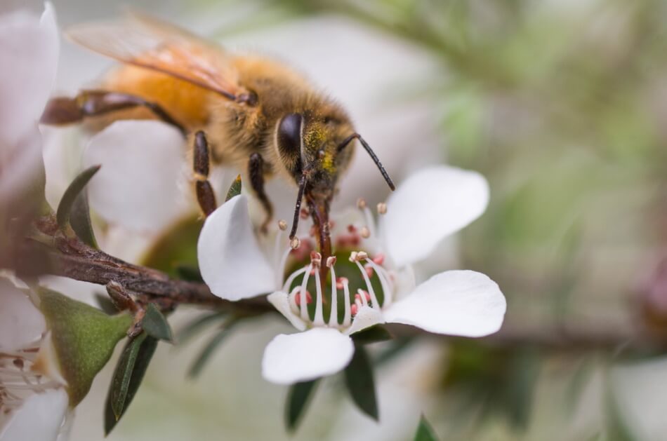 Honigbiene auf Manuka Blüte