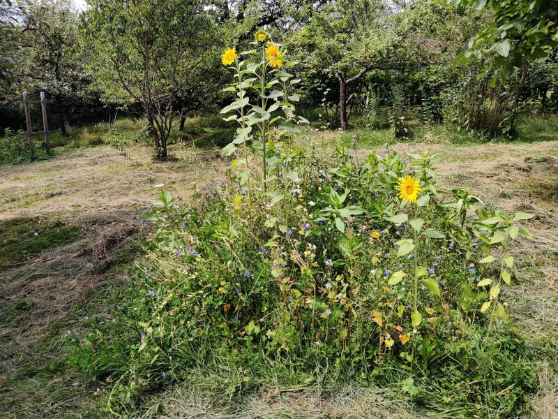 kleine Bienenweide im August