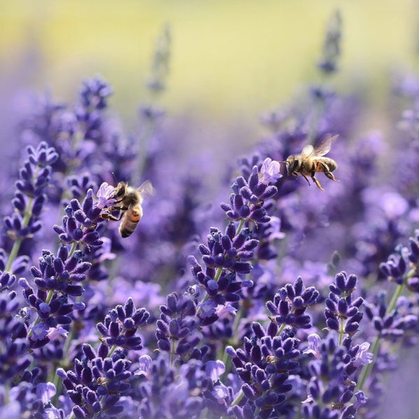 bienen auf lavendelblüte