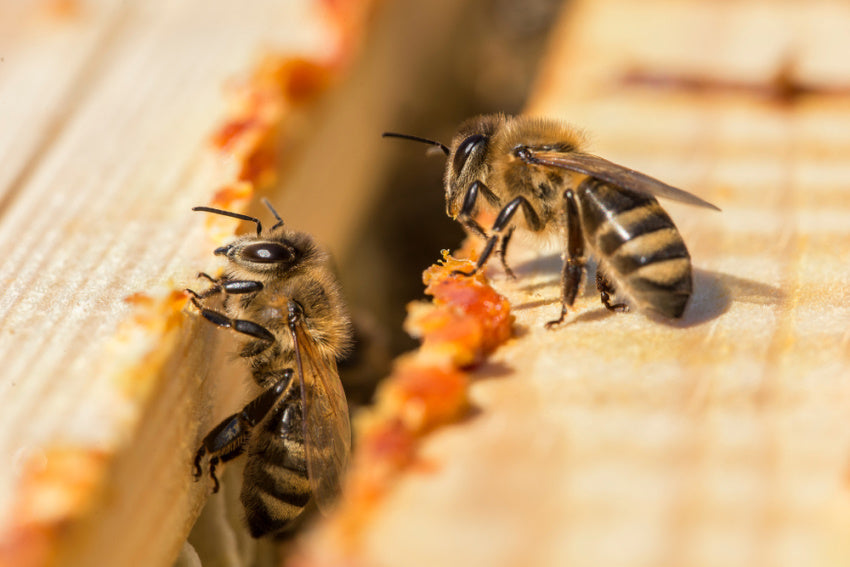 propolis is one of the bee products