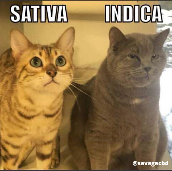 Sative and Indica Meme