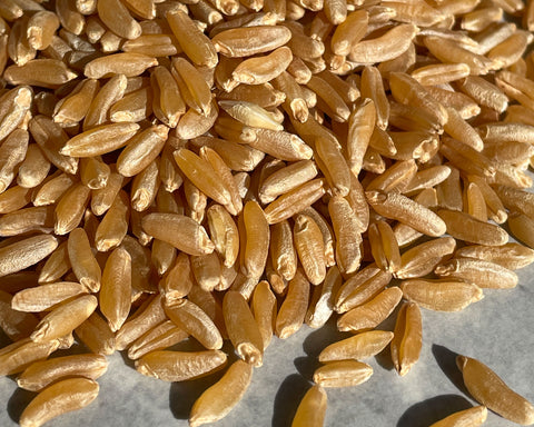 A close-up of a long-grain variety of wheat berry