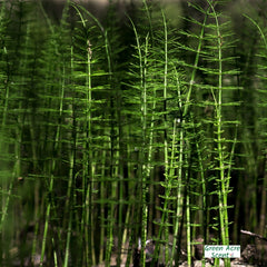 Horsetail | Green Acre Scent