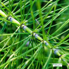 Horsetail | Green Acre Scent