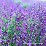 Lavender field