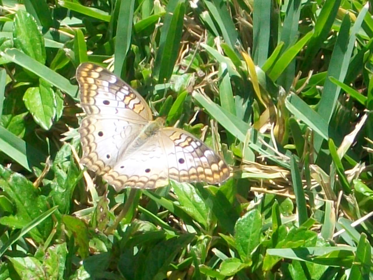 artsy sister, teresita blanco, butterfly