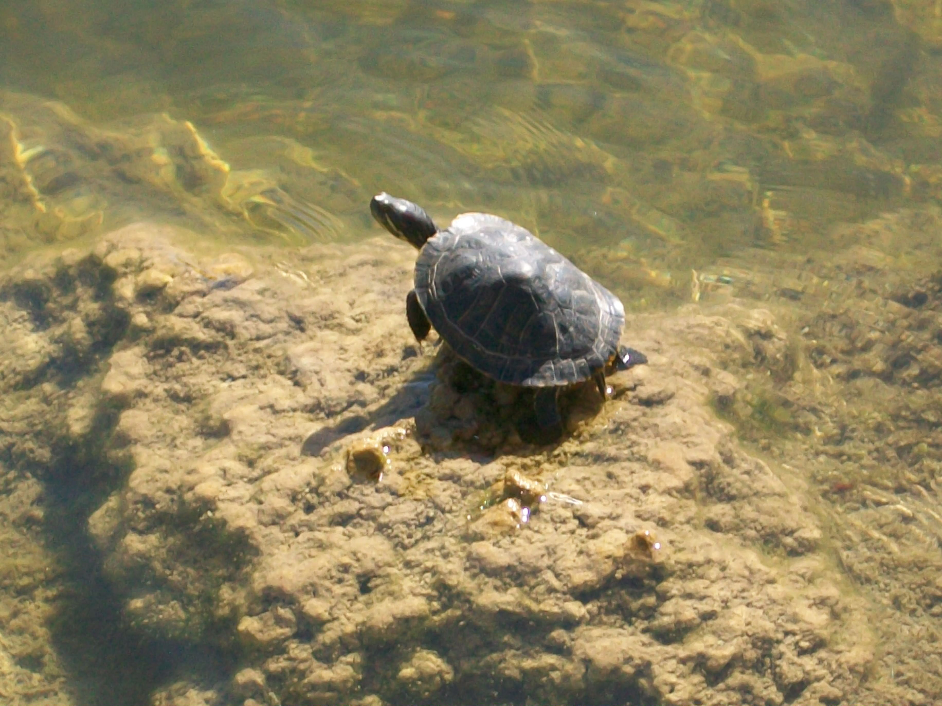 artsy sister, turtle, photo