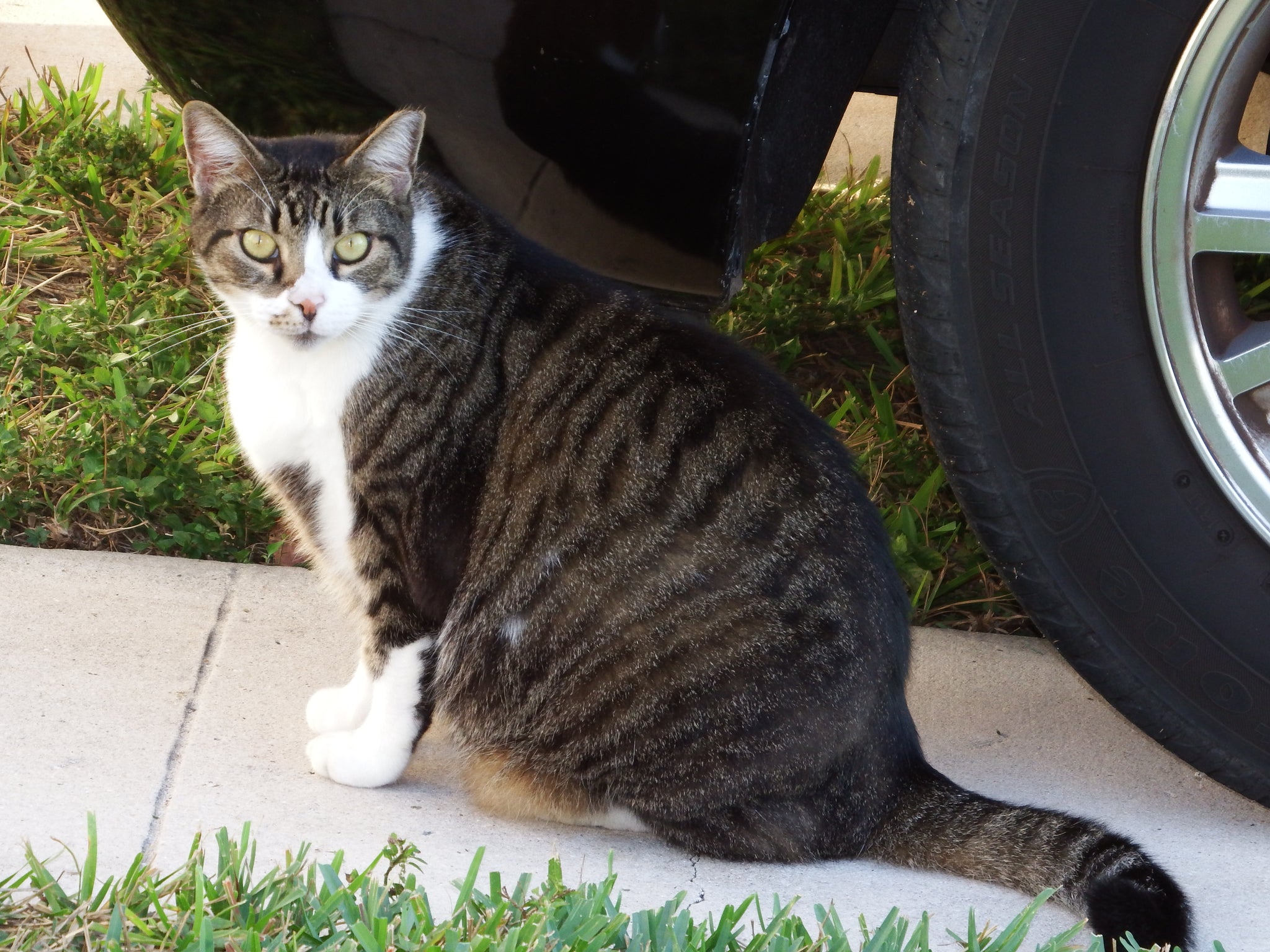 artsy sister,cats,gardening