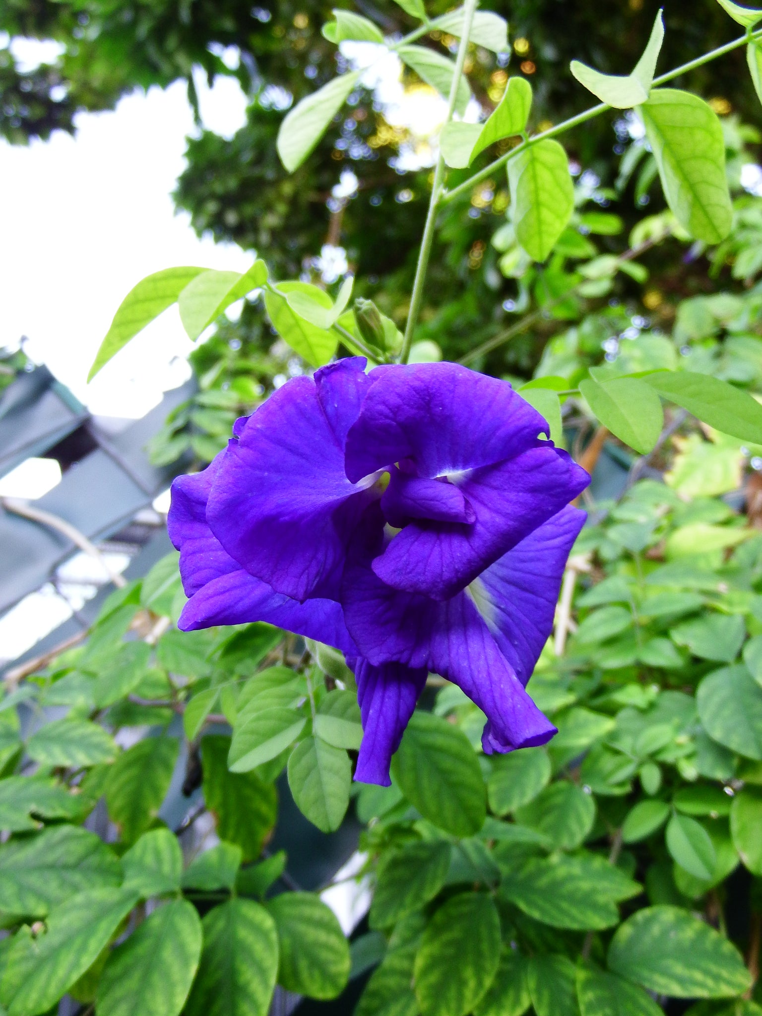 artsy sister,climbing vines,purple flower