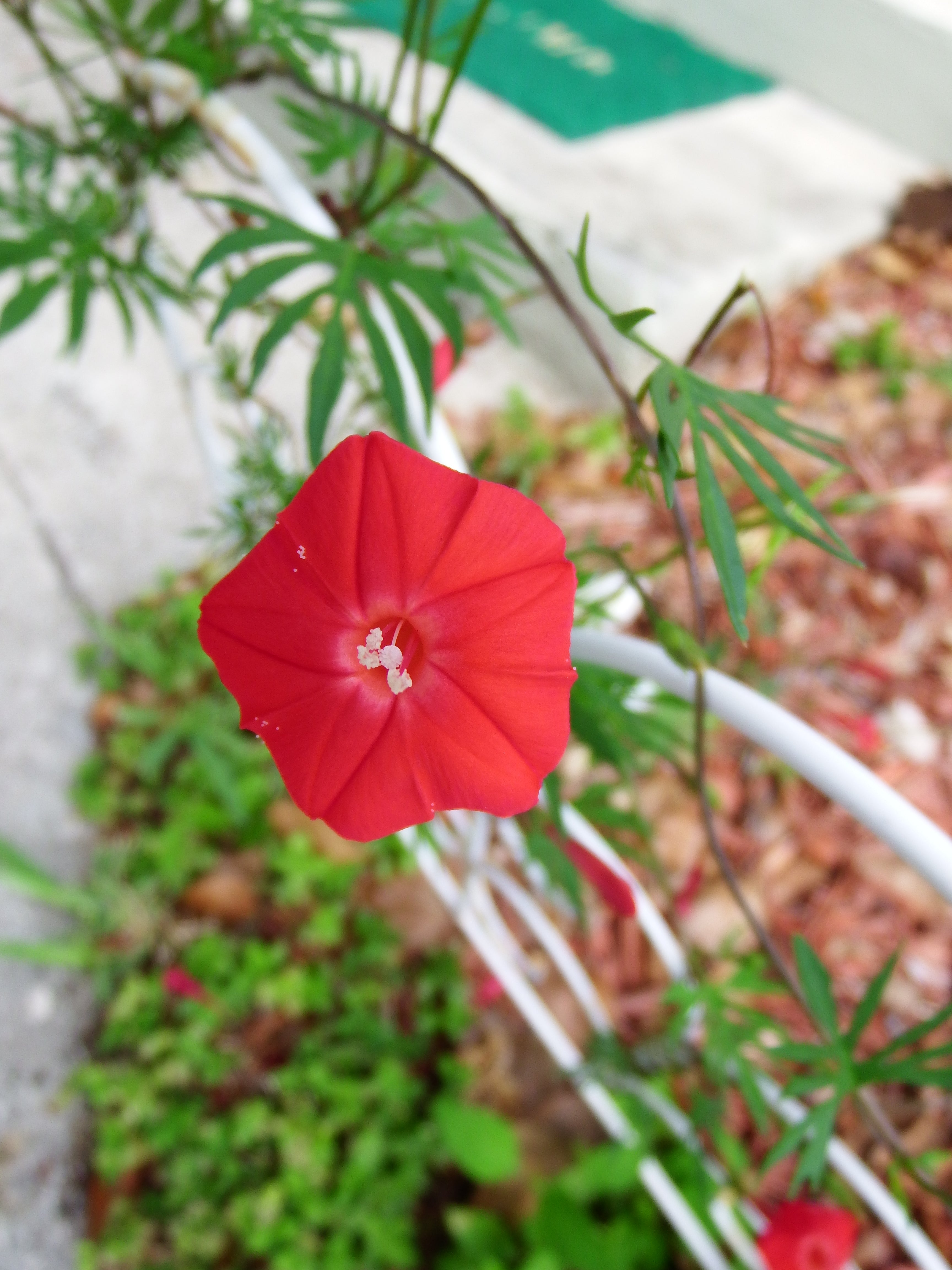 artsy sister, cardinal climber, flowers