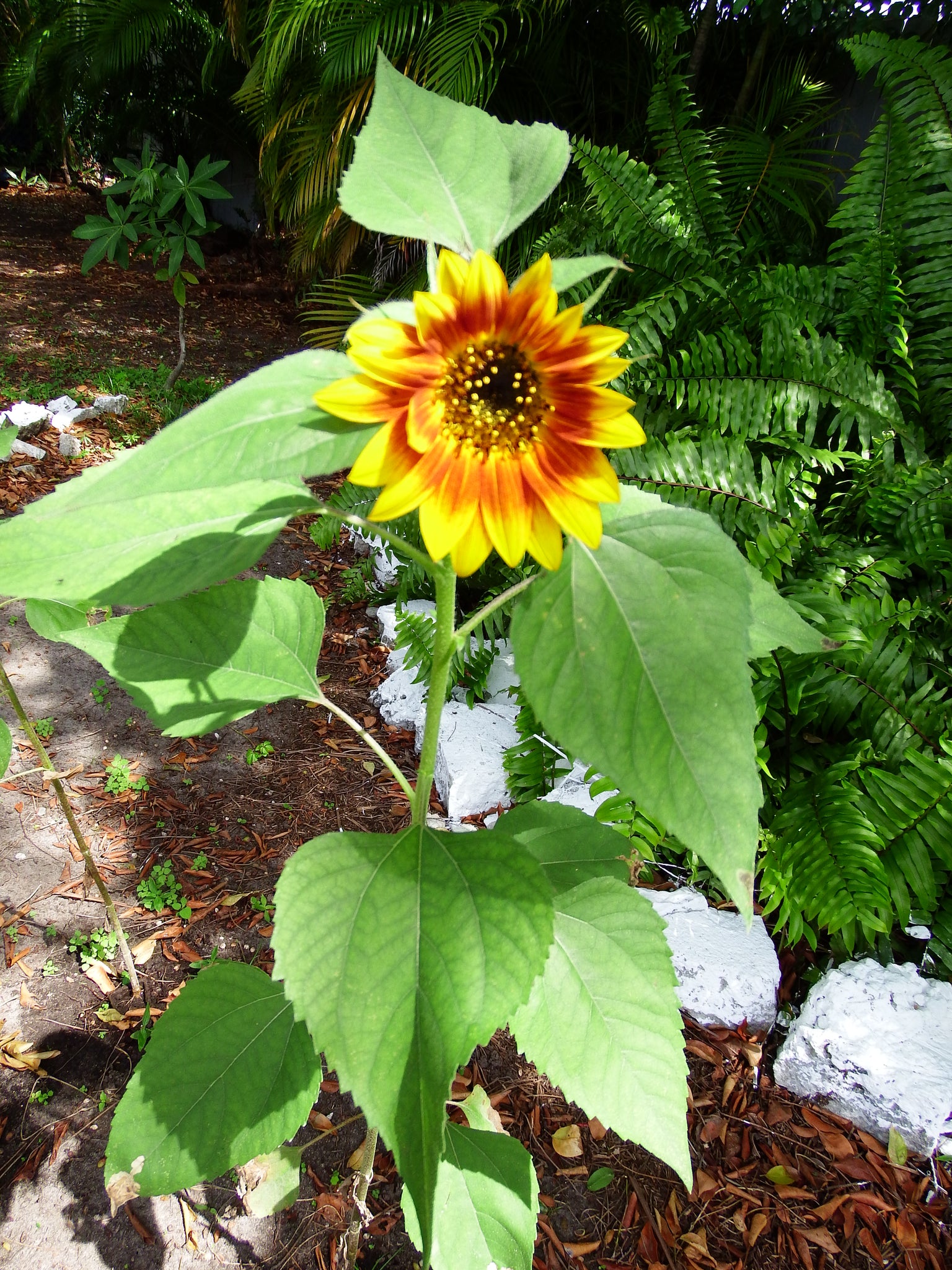 artsy sister,sunflowers,gardening