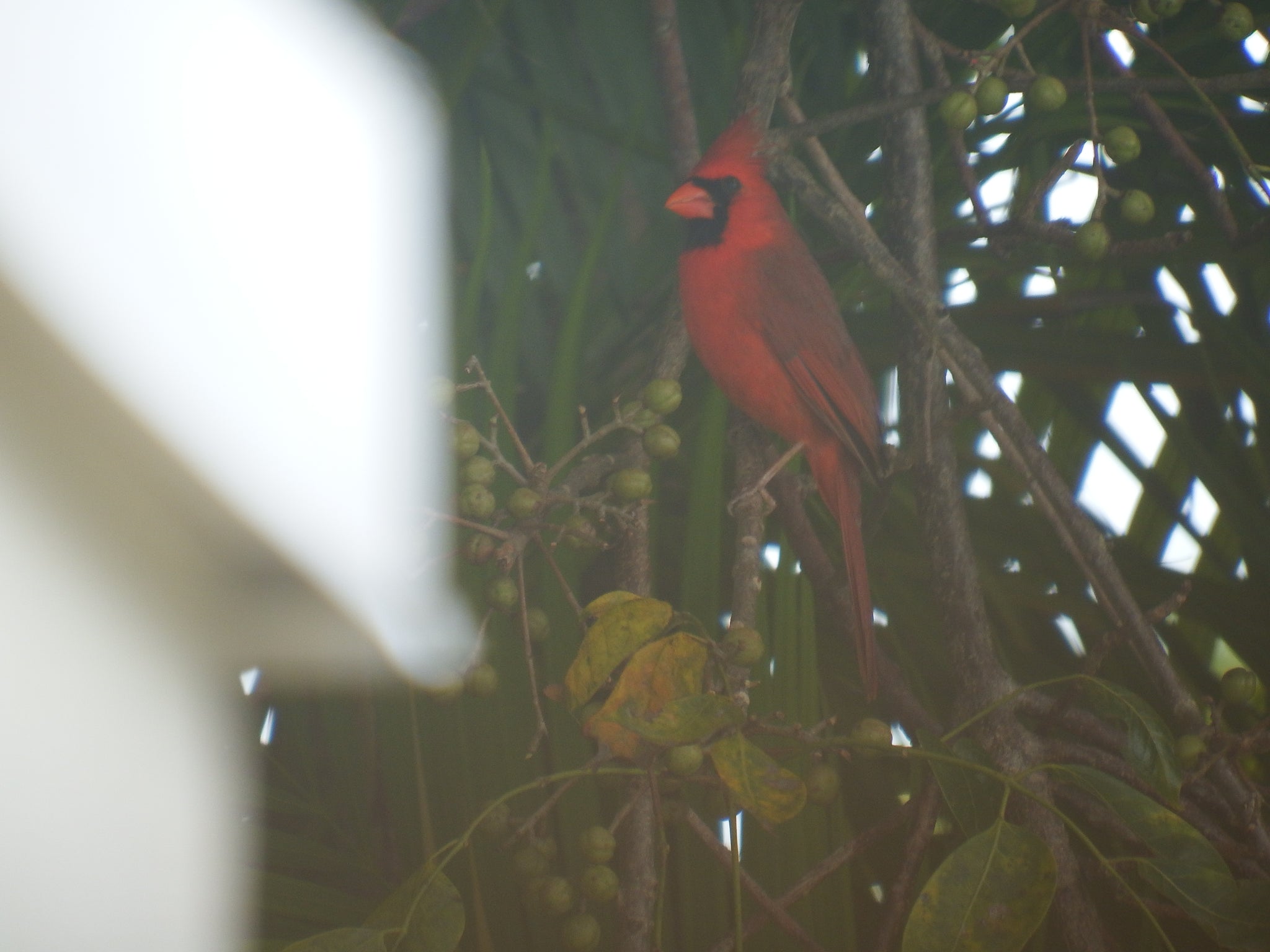 artsy sister,red robbin,gardening