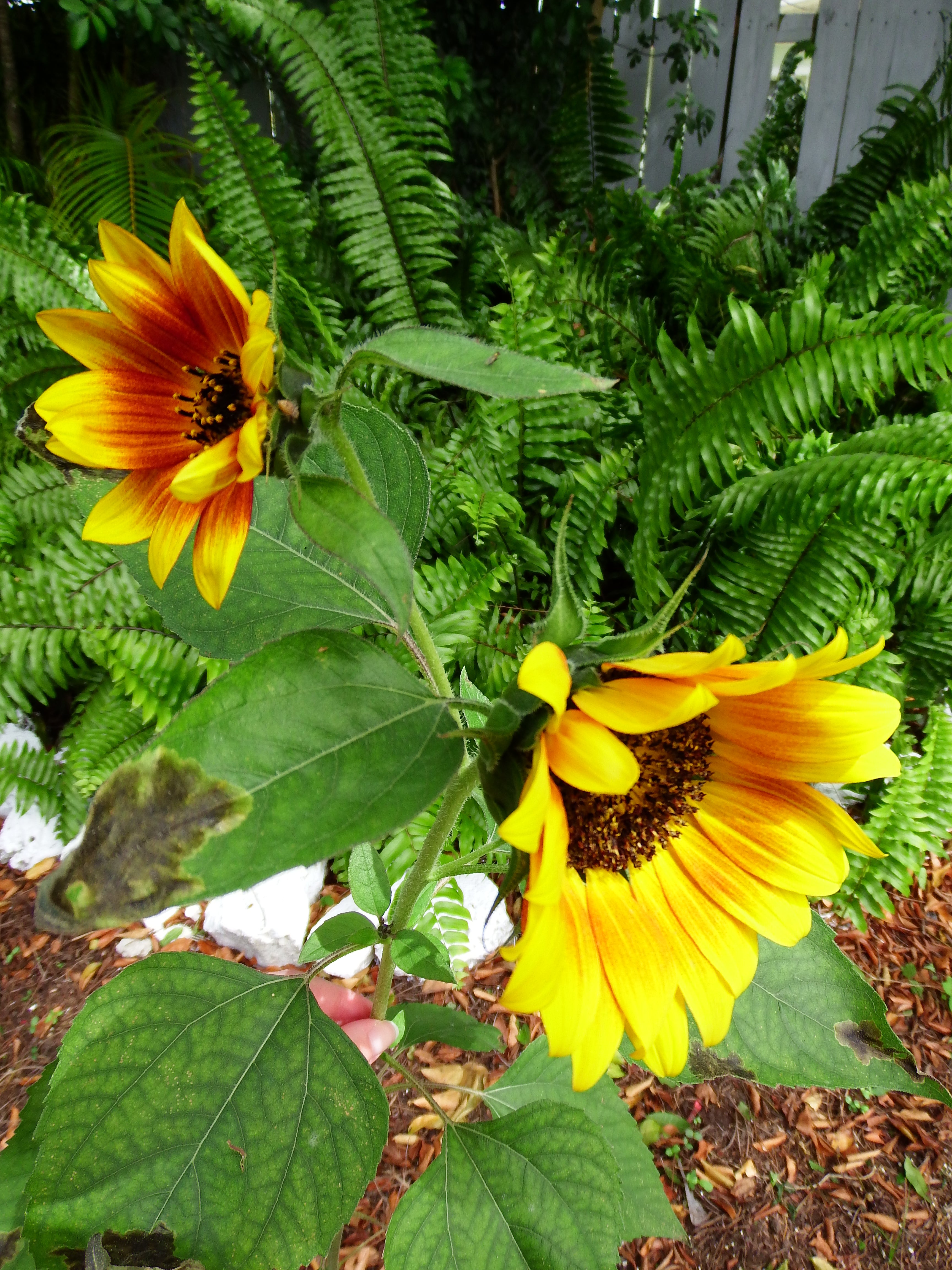 artsy sister, sunflowers, cute garden