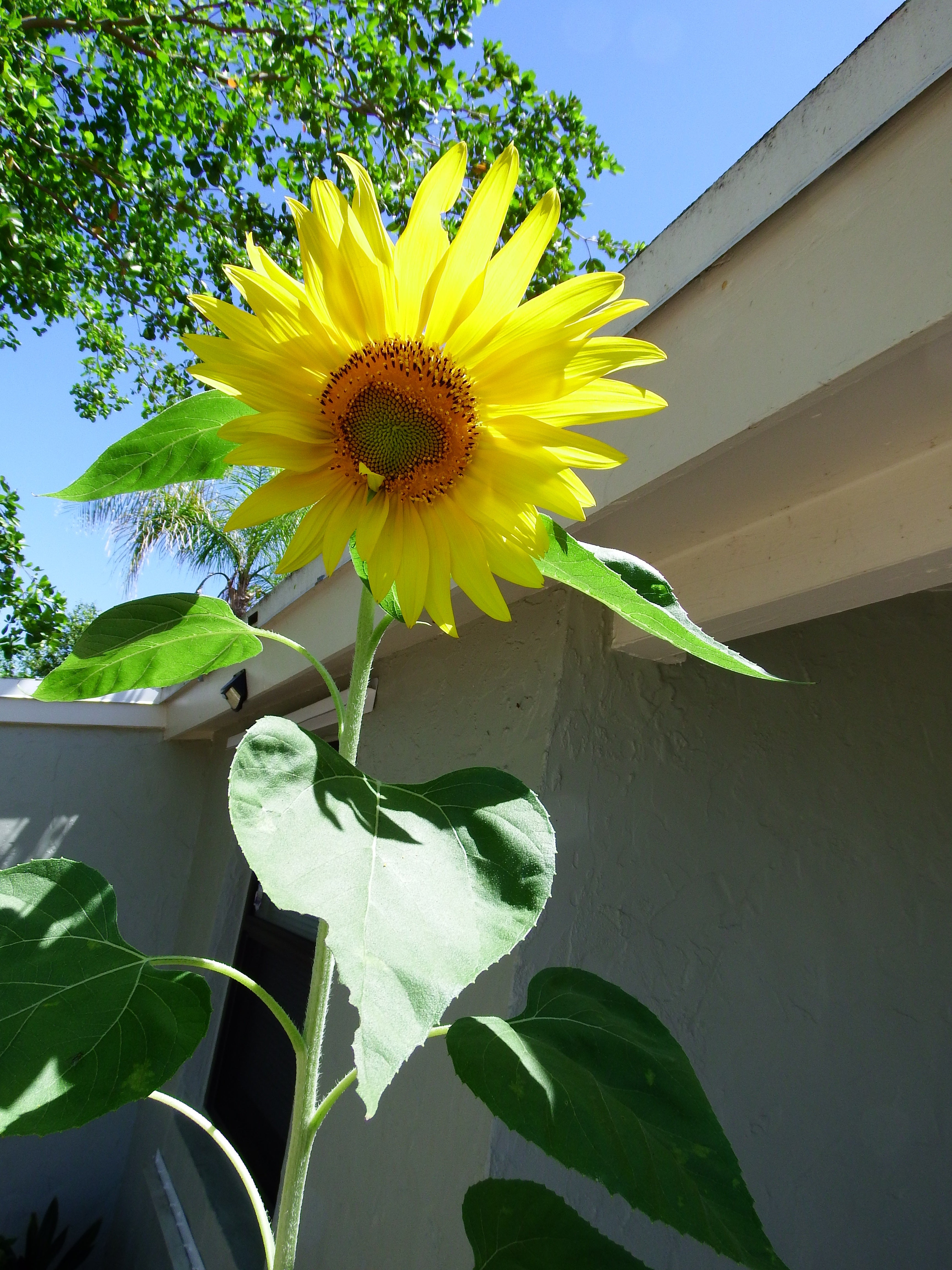 artsy sister,sunflowers,gardening