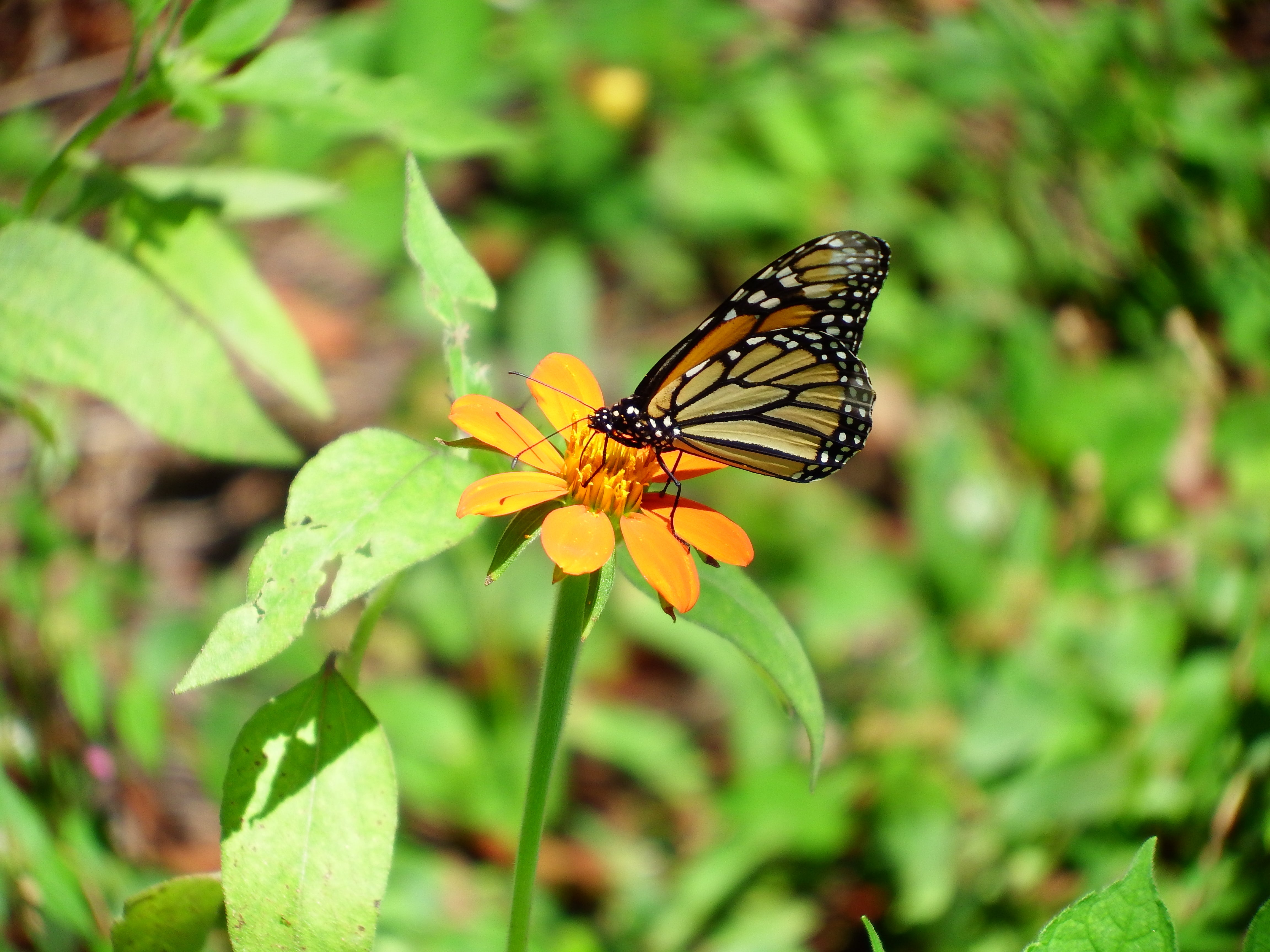 sunflowers,monarch butterfly,artsy sister