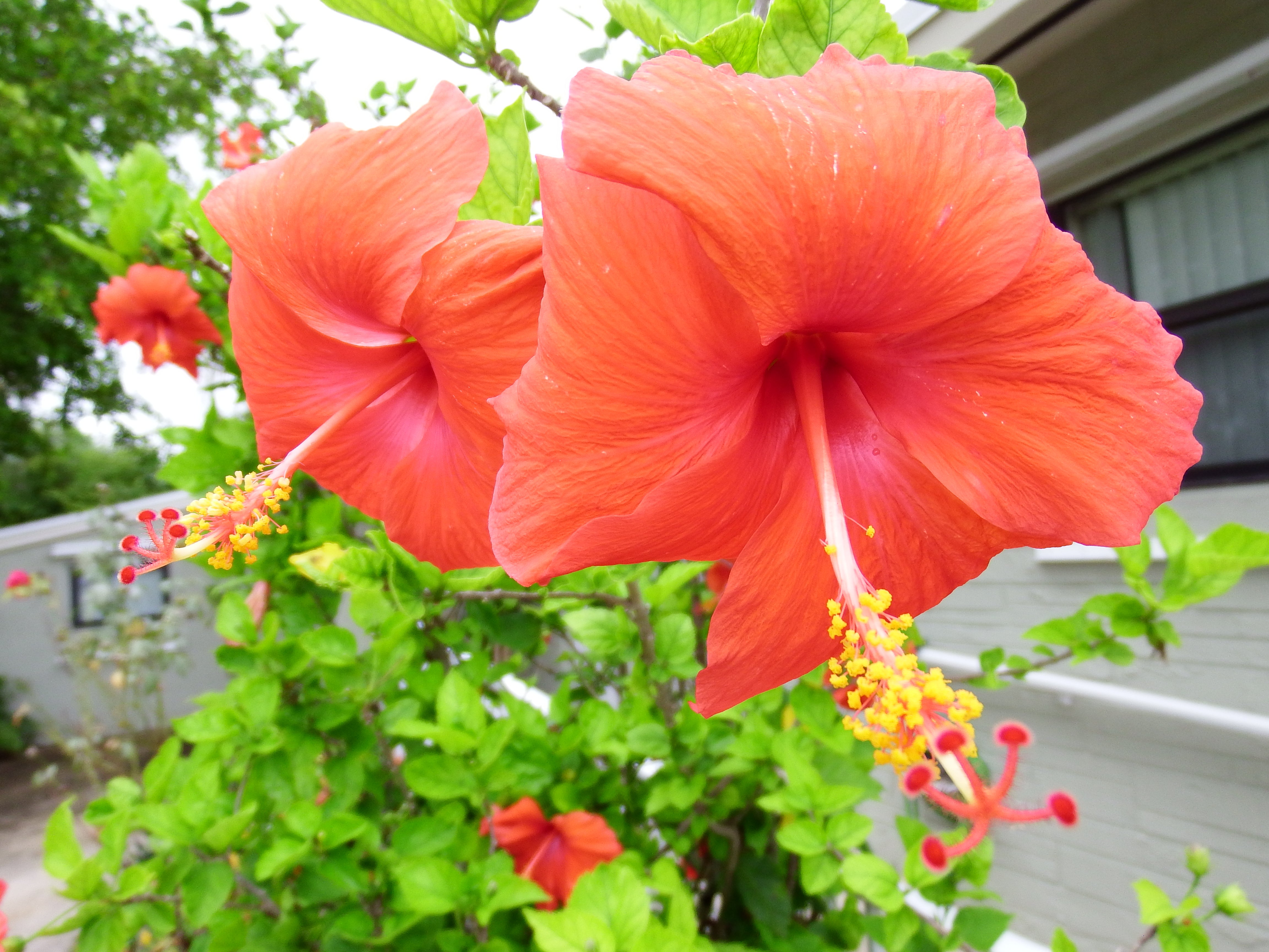 artsy sister, cute flowers, gardening