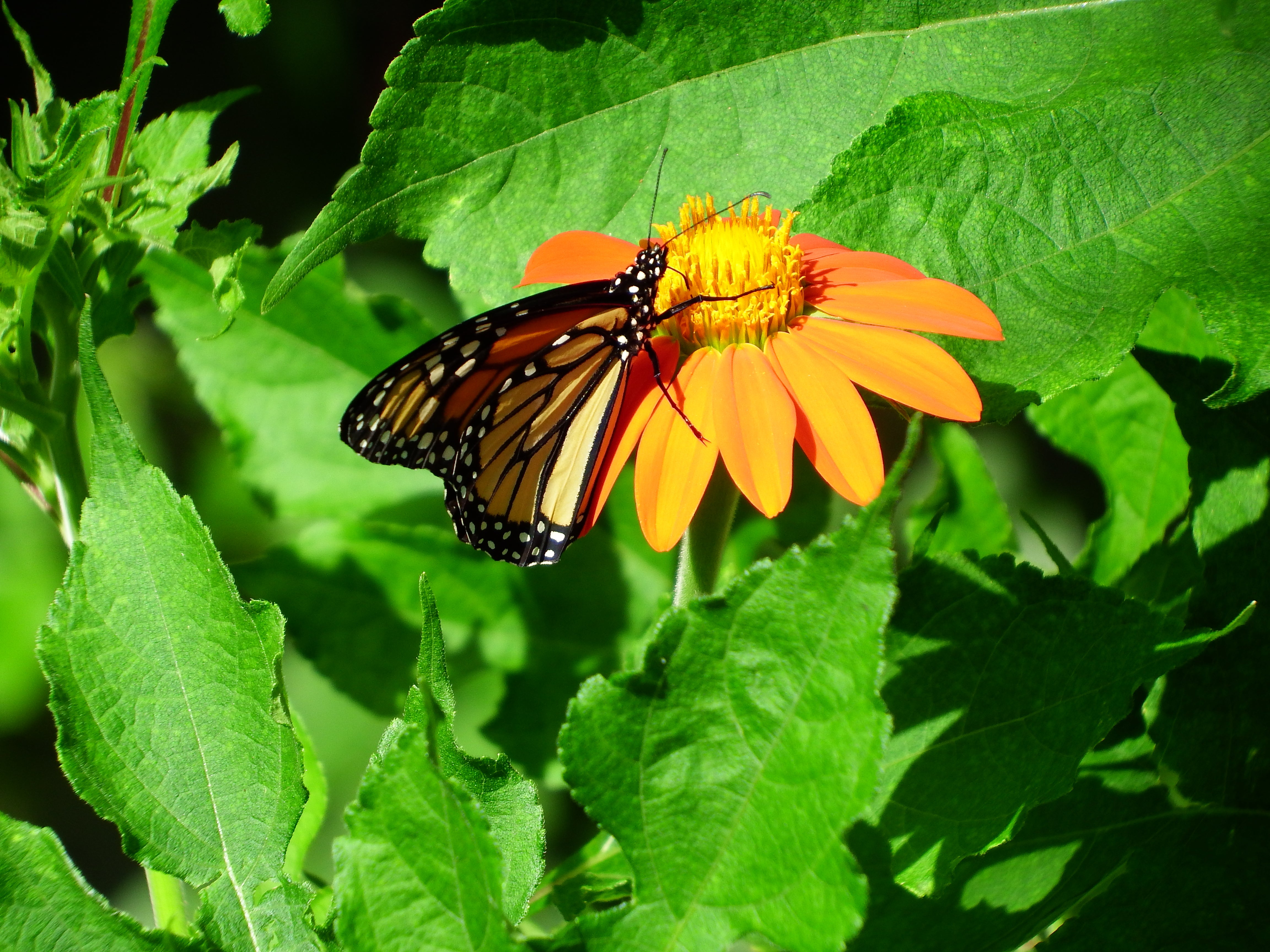 artsy sister, monarch butterfly, gardening