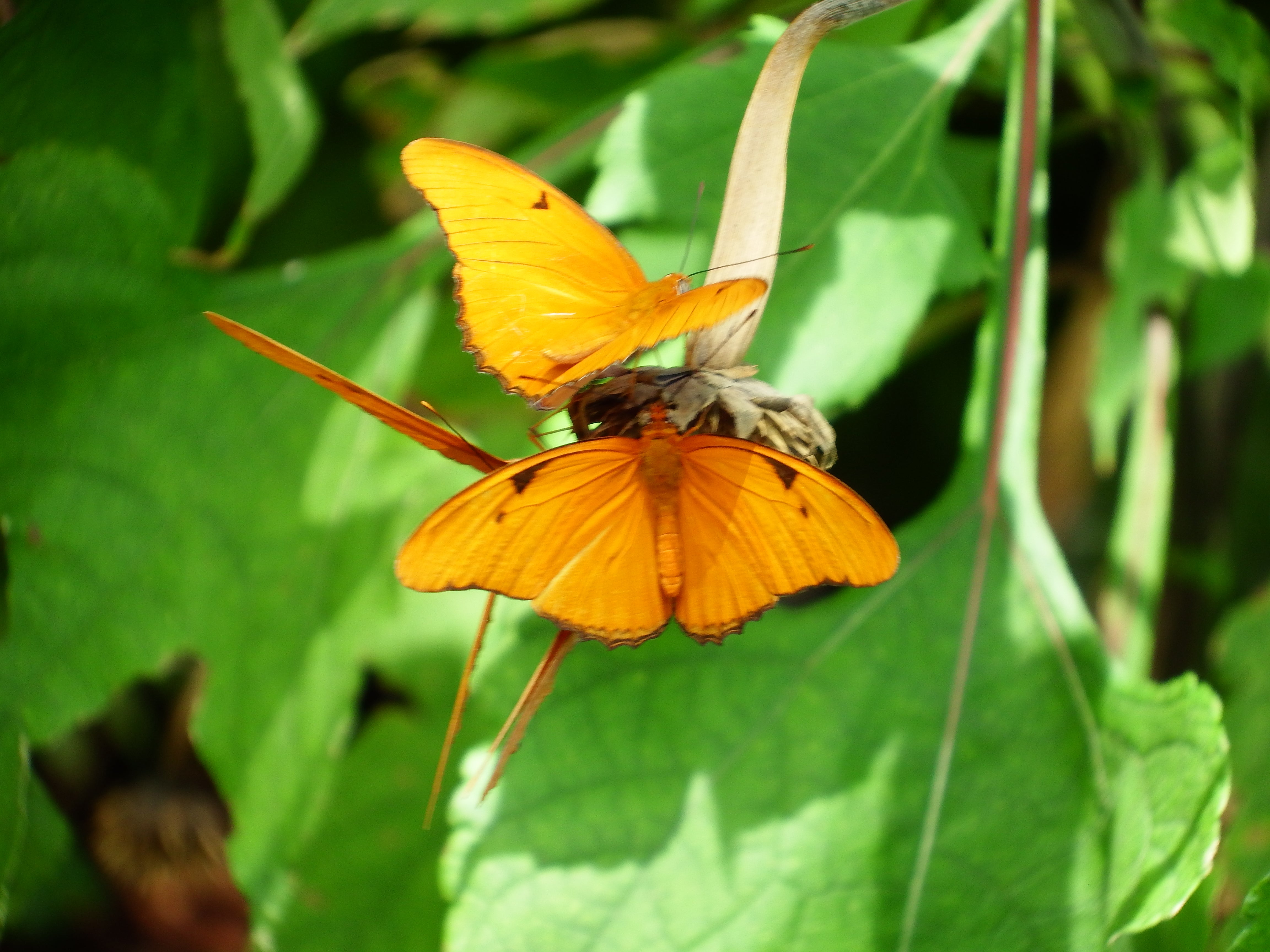 artsy sister, butterflies, gardening