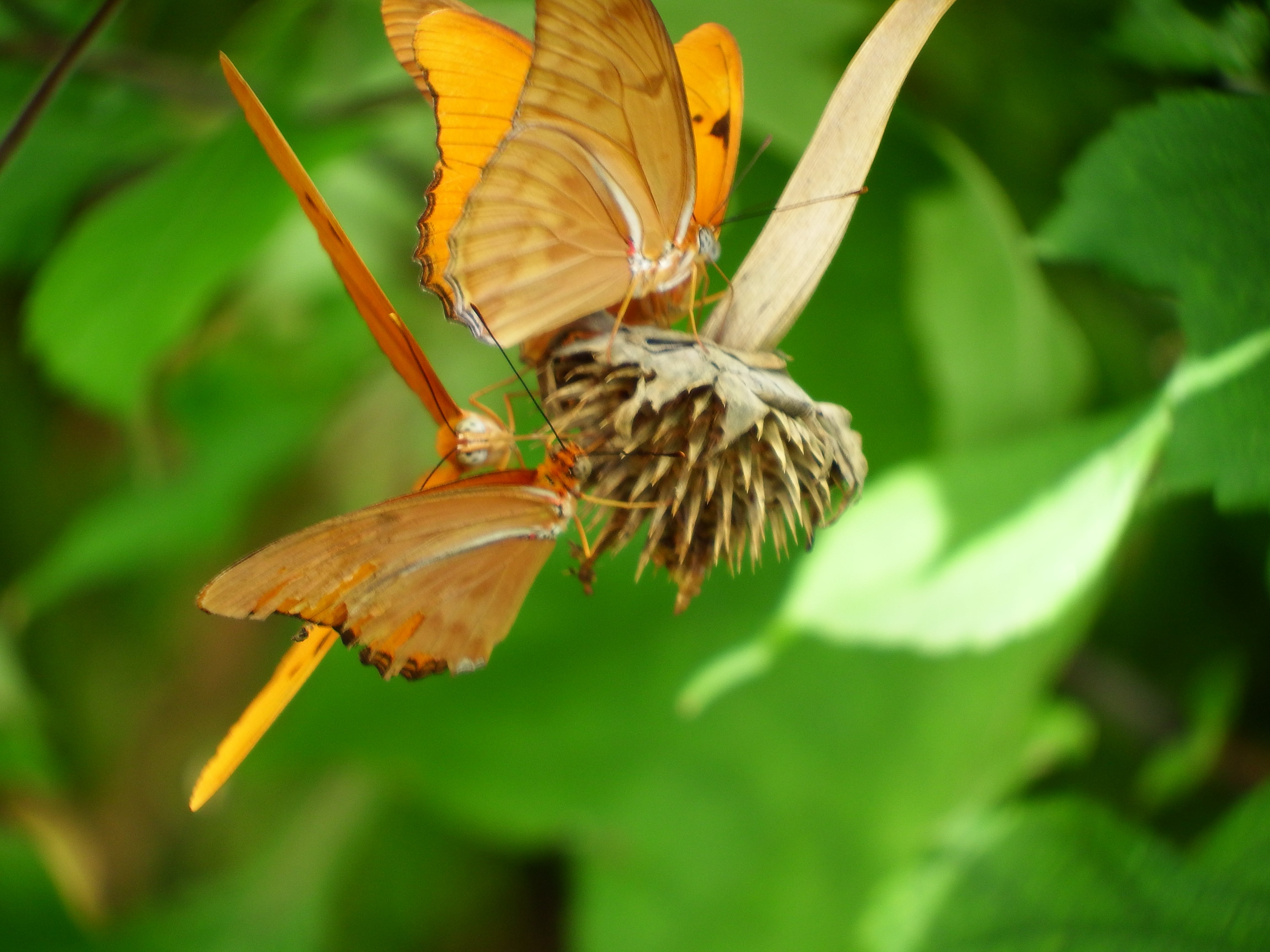 artsy sister, orange butterflies,gardening