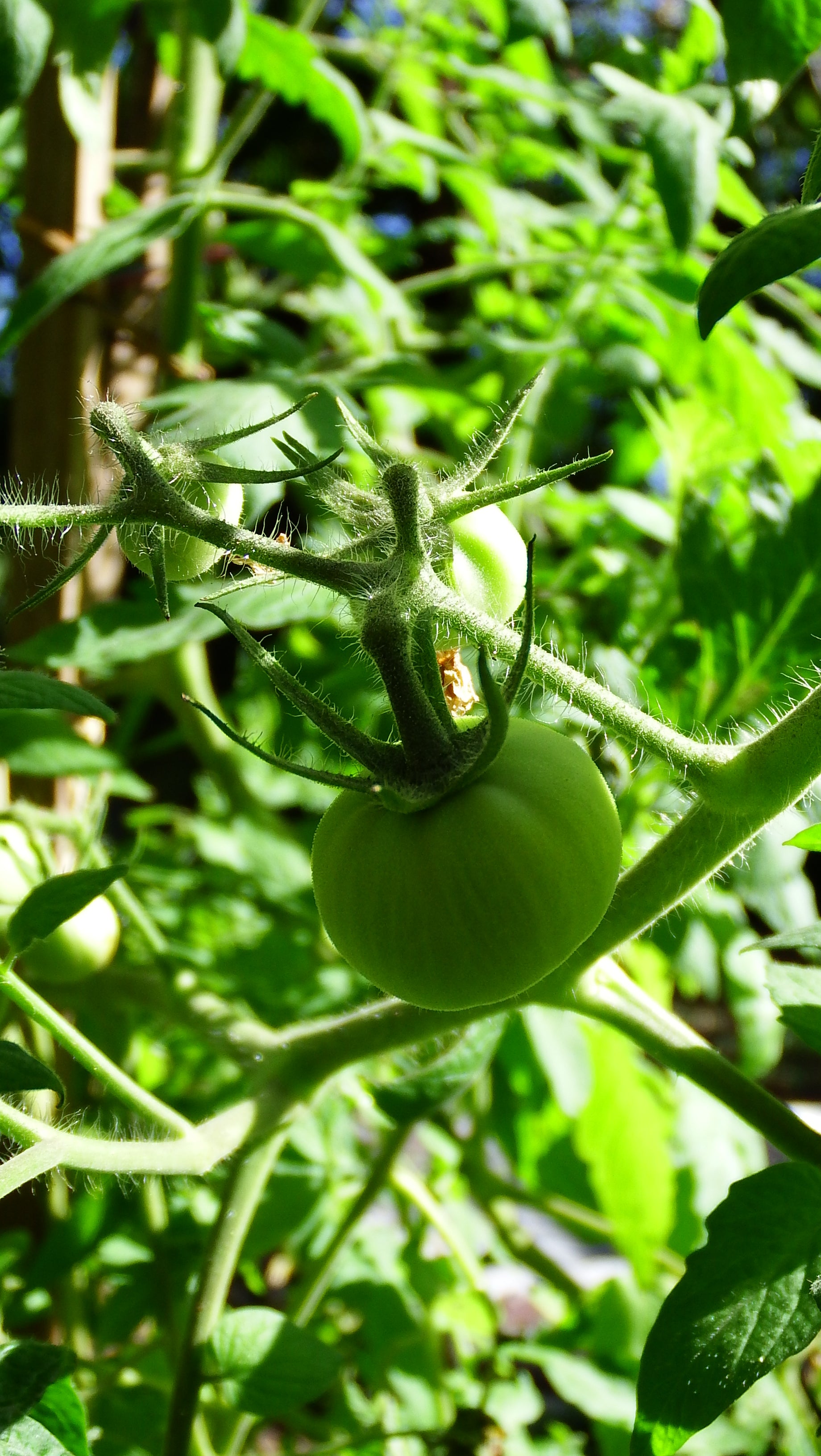 artsy sister, tomatoes, gardening