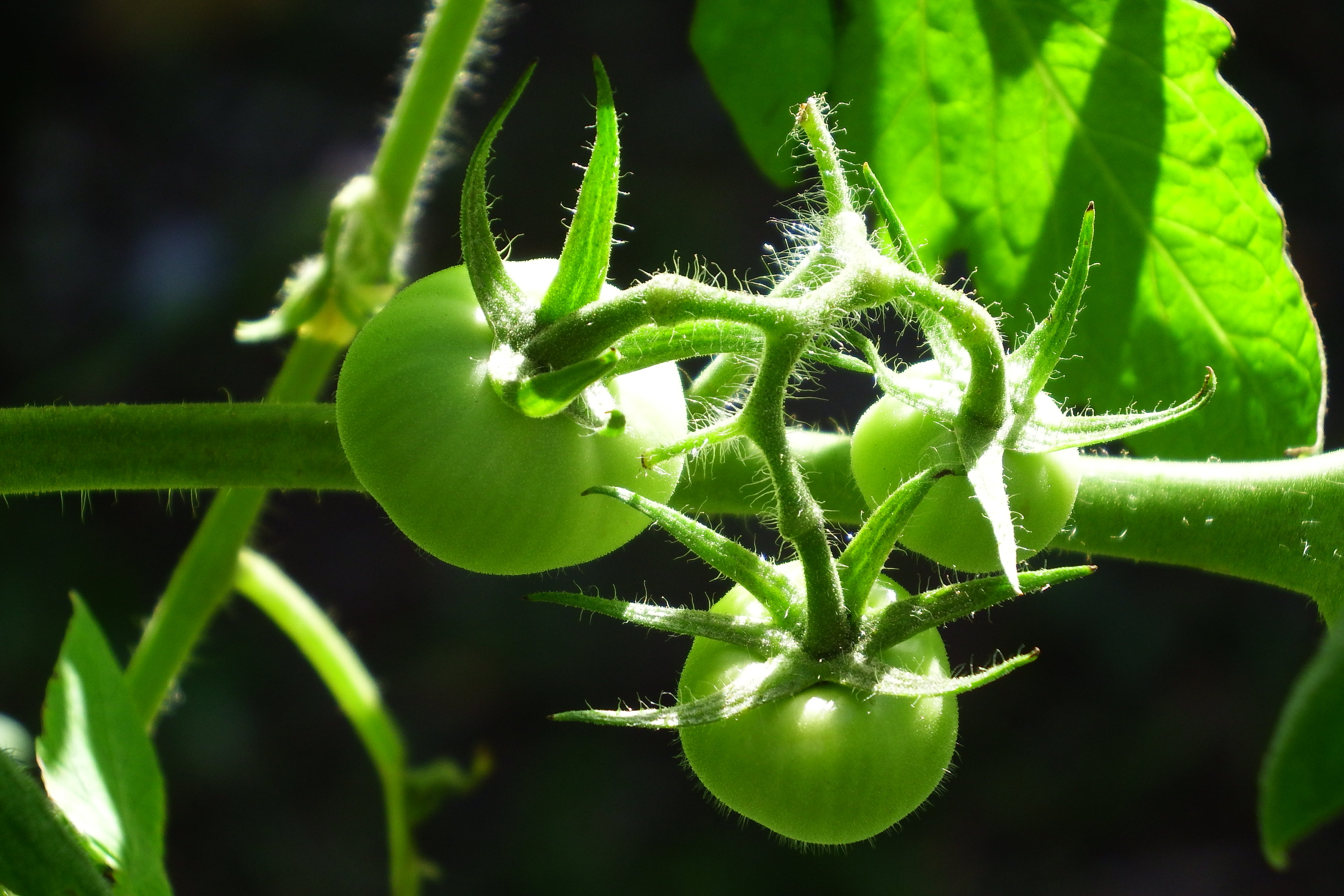 artsy sister, tomato vines, gardening