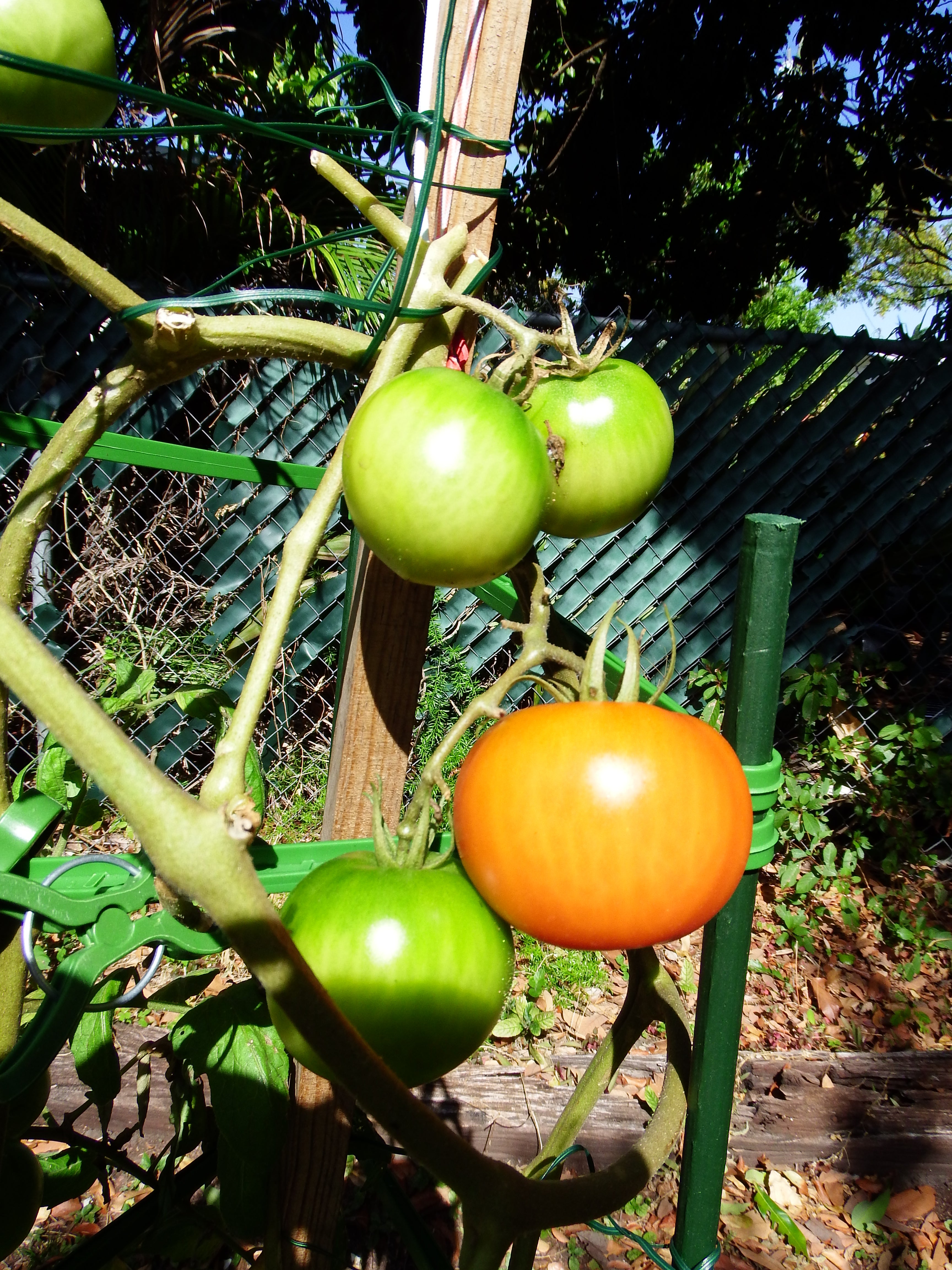 artsy sister, tomato vines, gardening