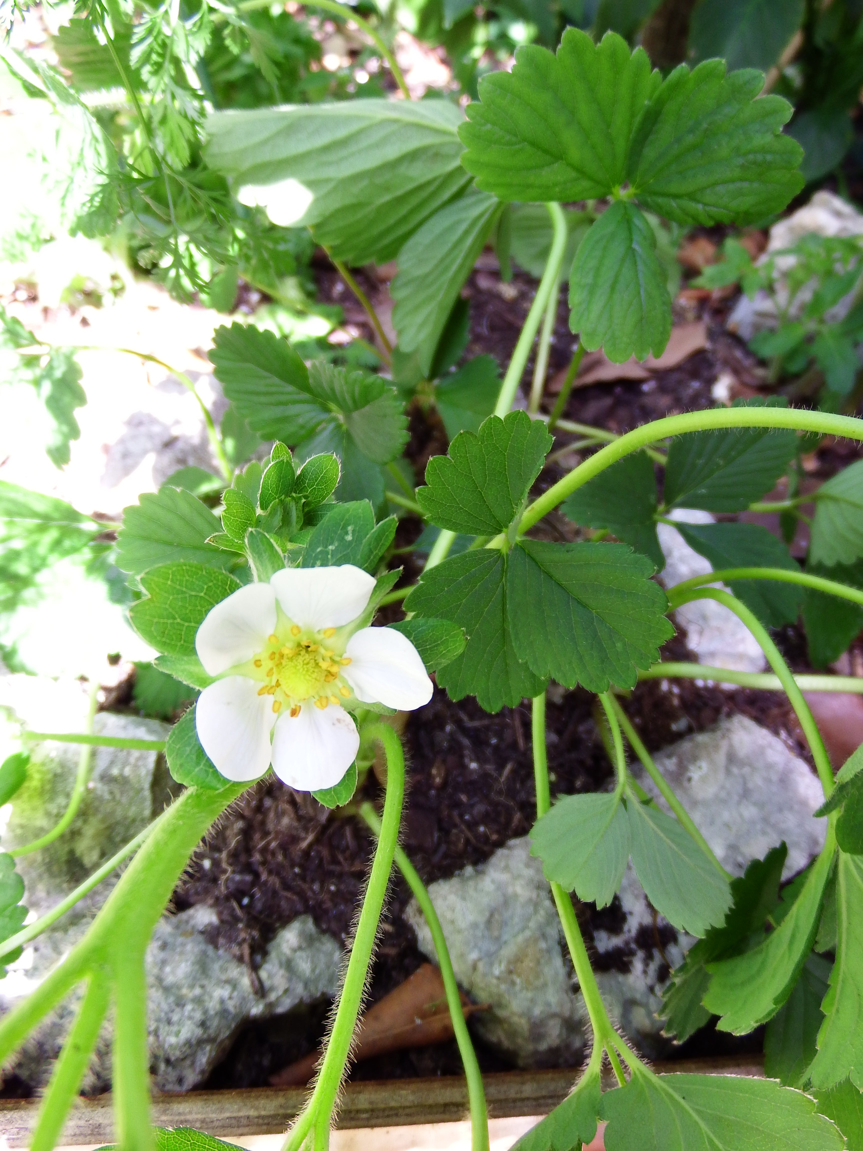 artsy sister, strawberries, gardening