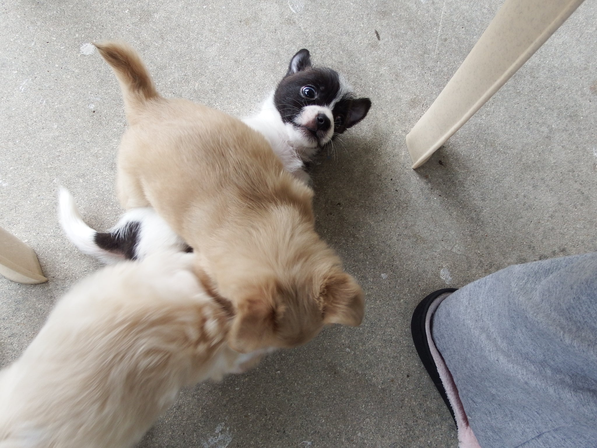 cute puppies,puppy play,cute dogs