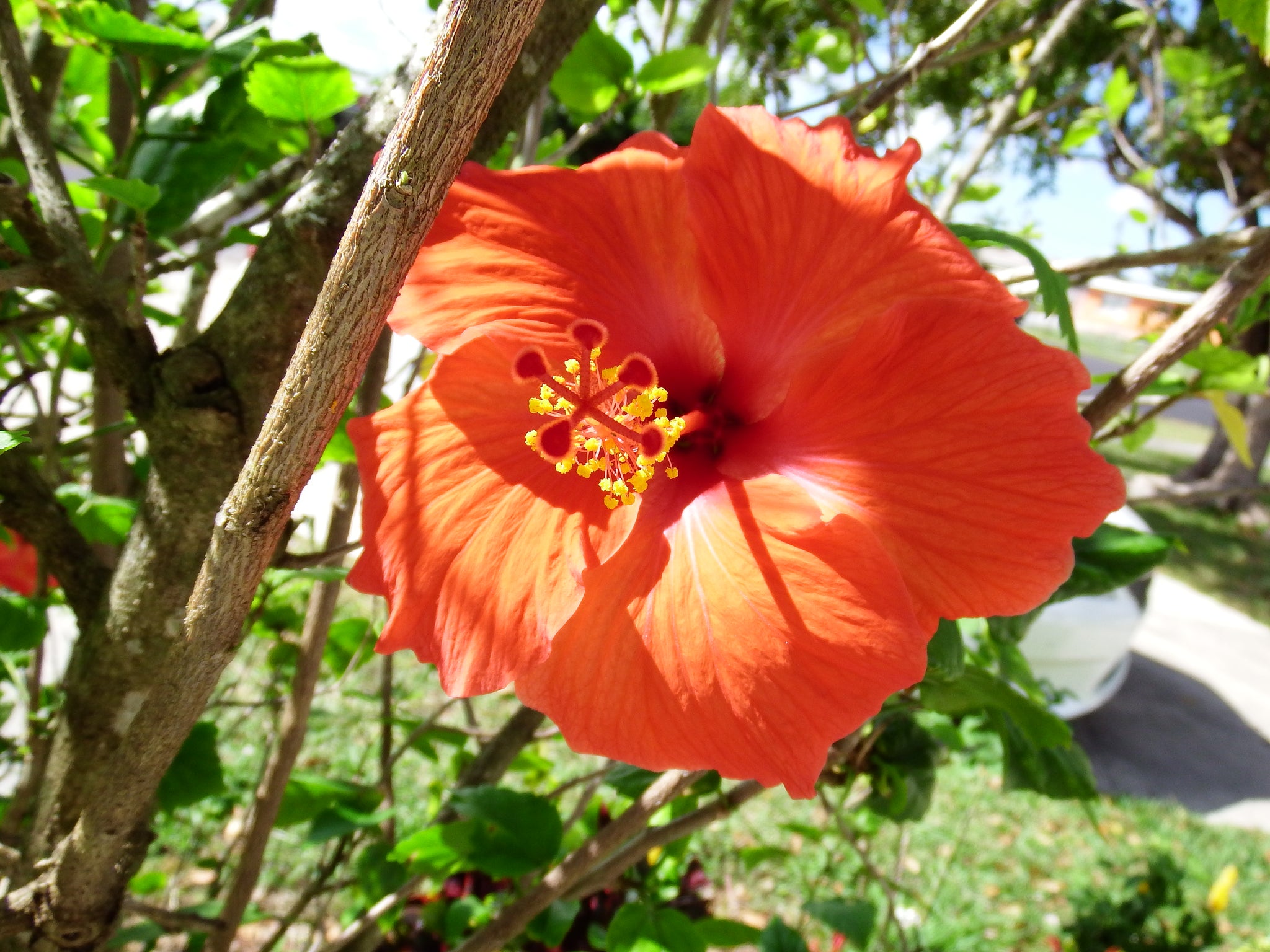 photography,teresita blanco,red flower