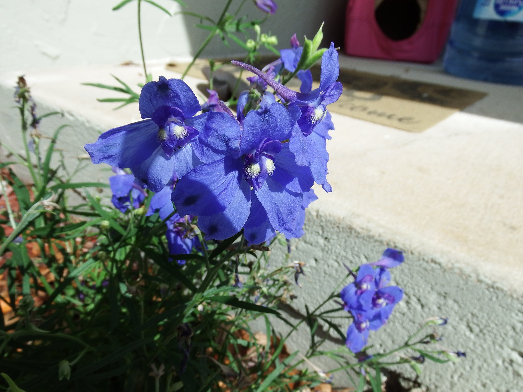 artsy sister,beautiful flowers,blue flowers