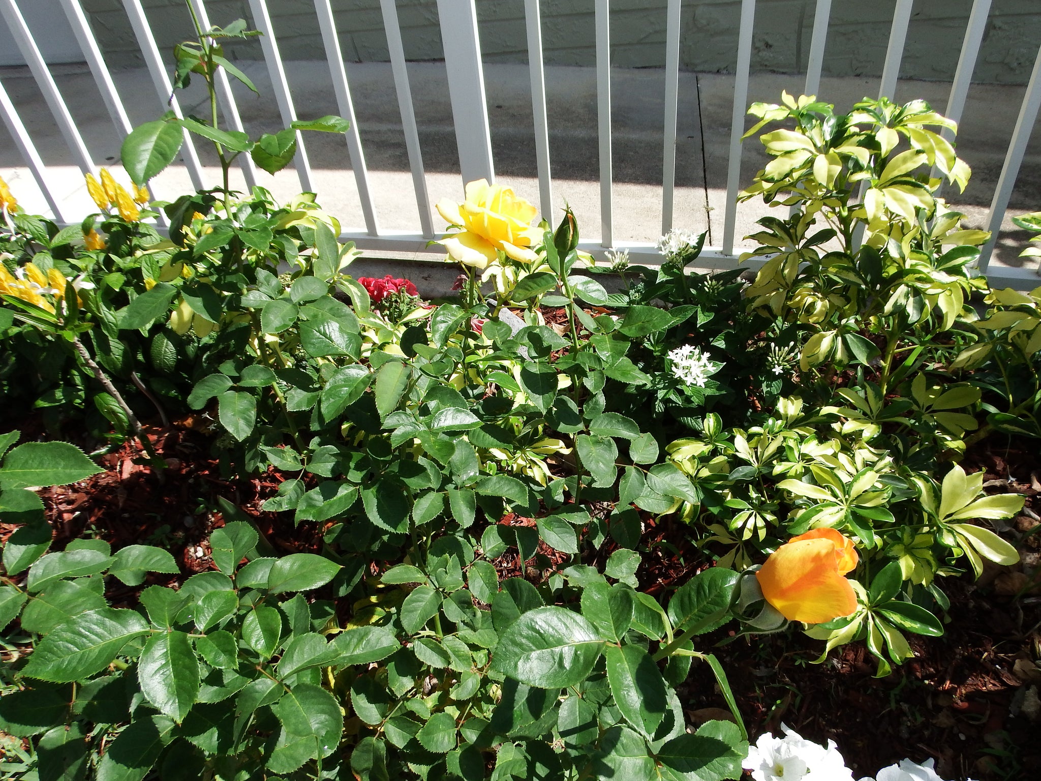 artsy sister,teresita blanco,rose bush