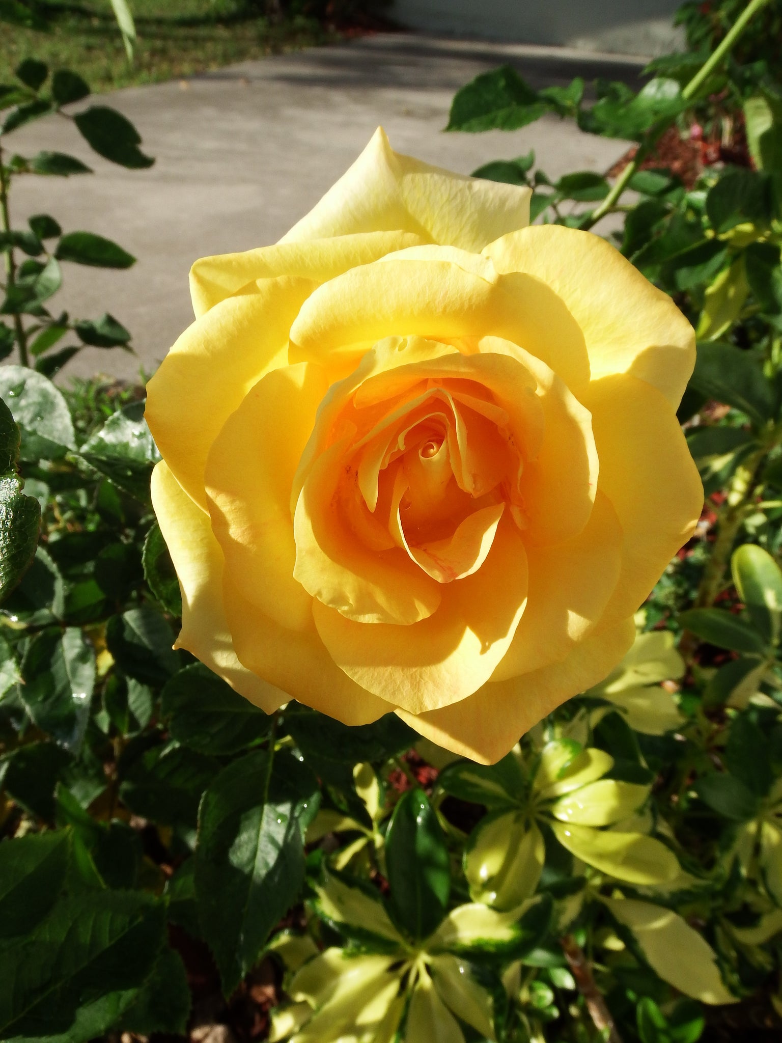 artsy sister,flower,yellow rose