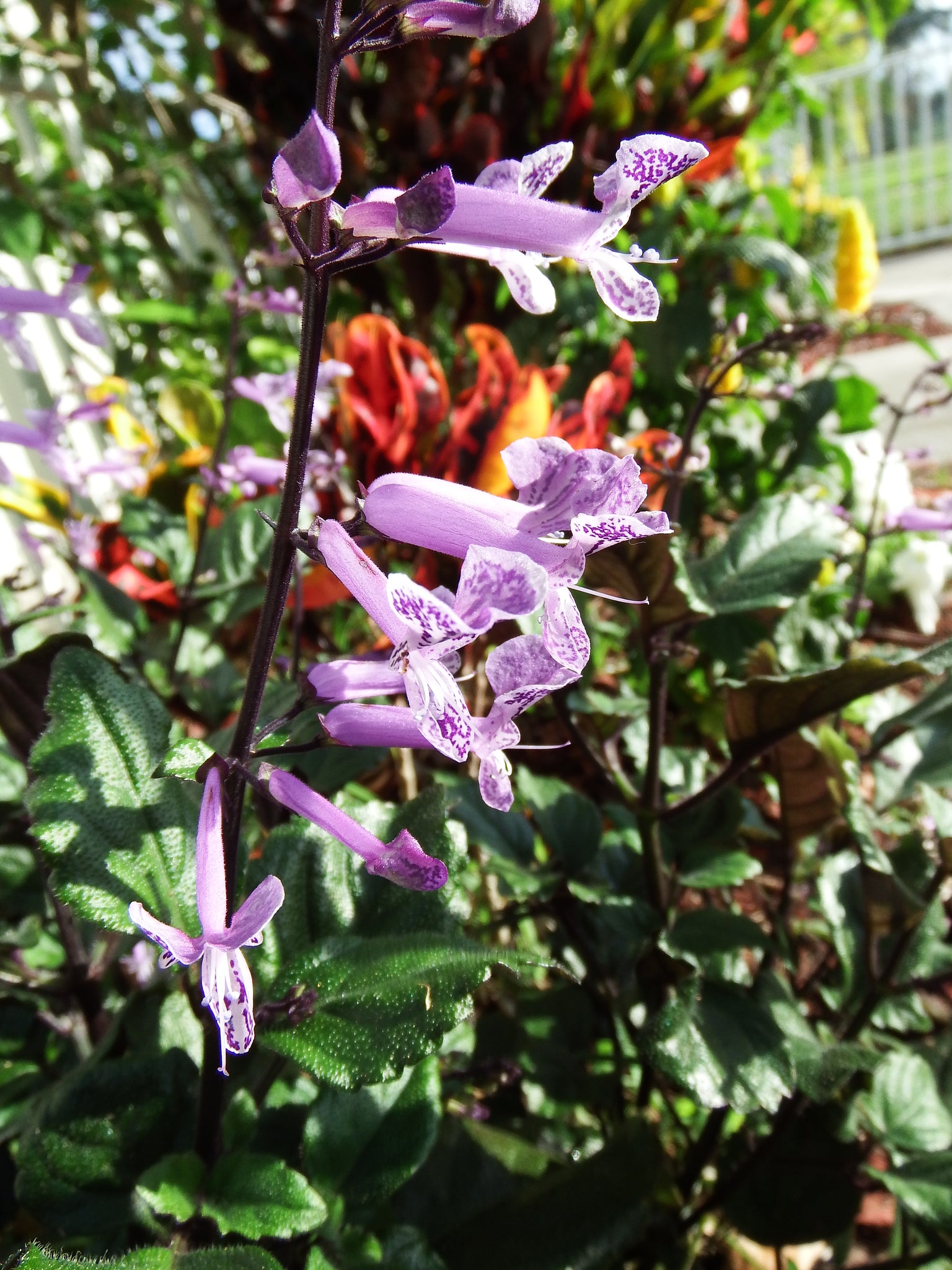 artsy sister,purple flowers,gardening