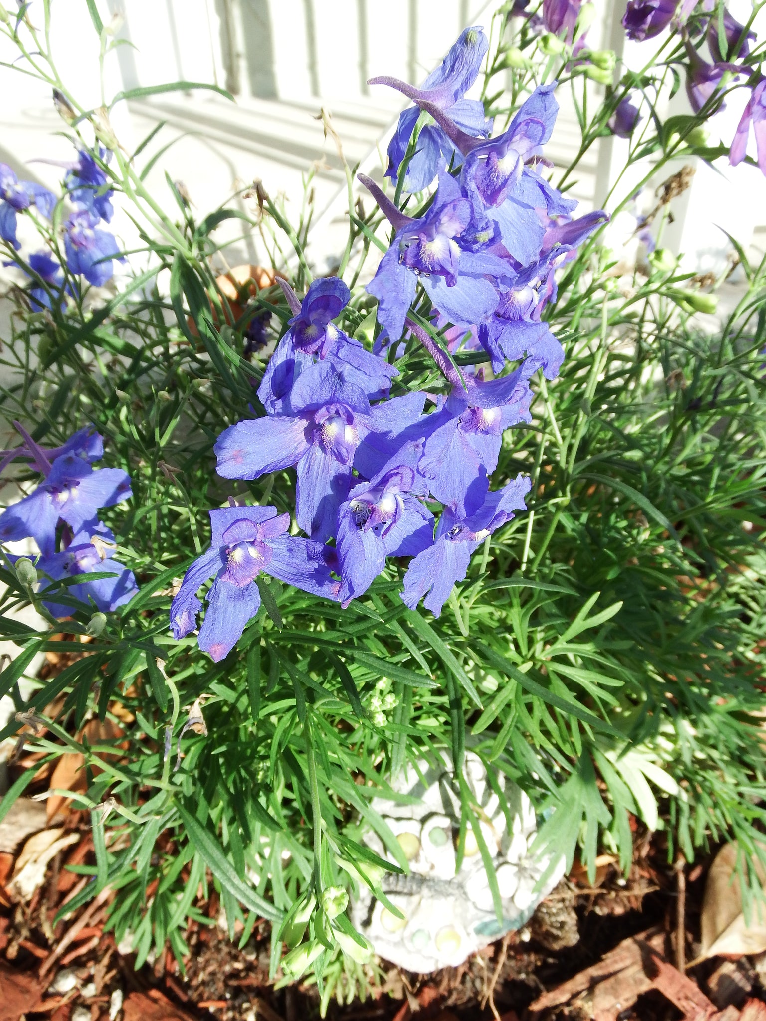artsy sister,blue flowers,gardening