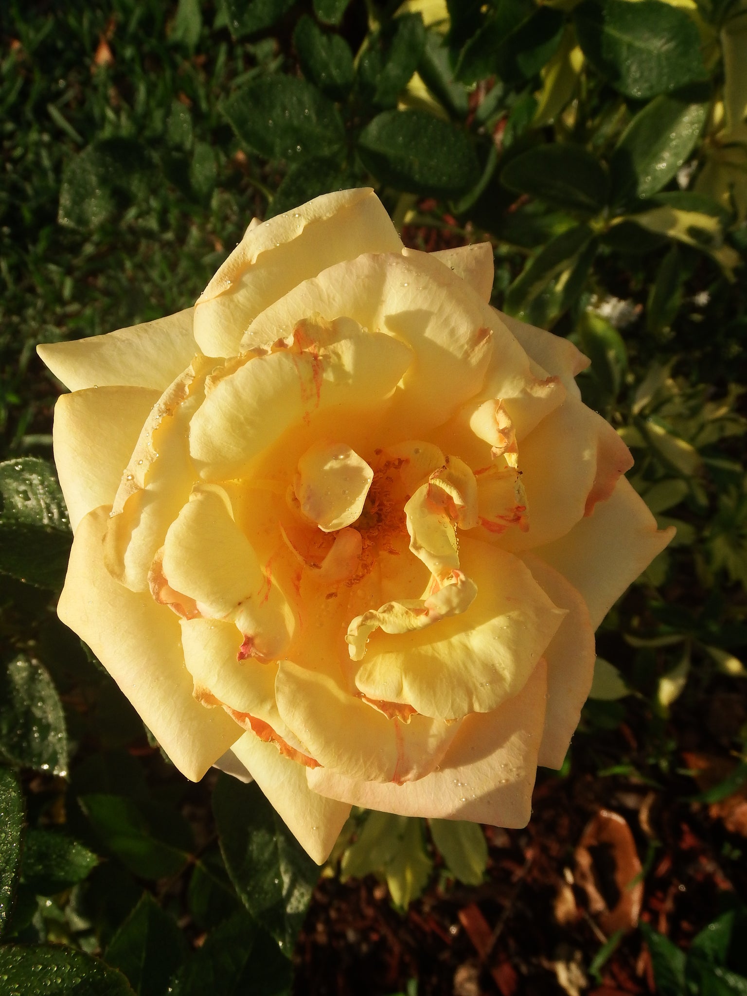 artsy sister,beautiful flower,lovely rose