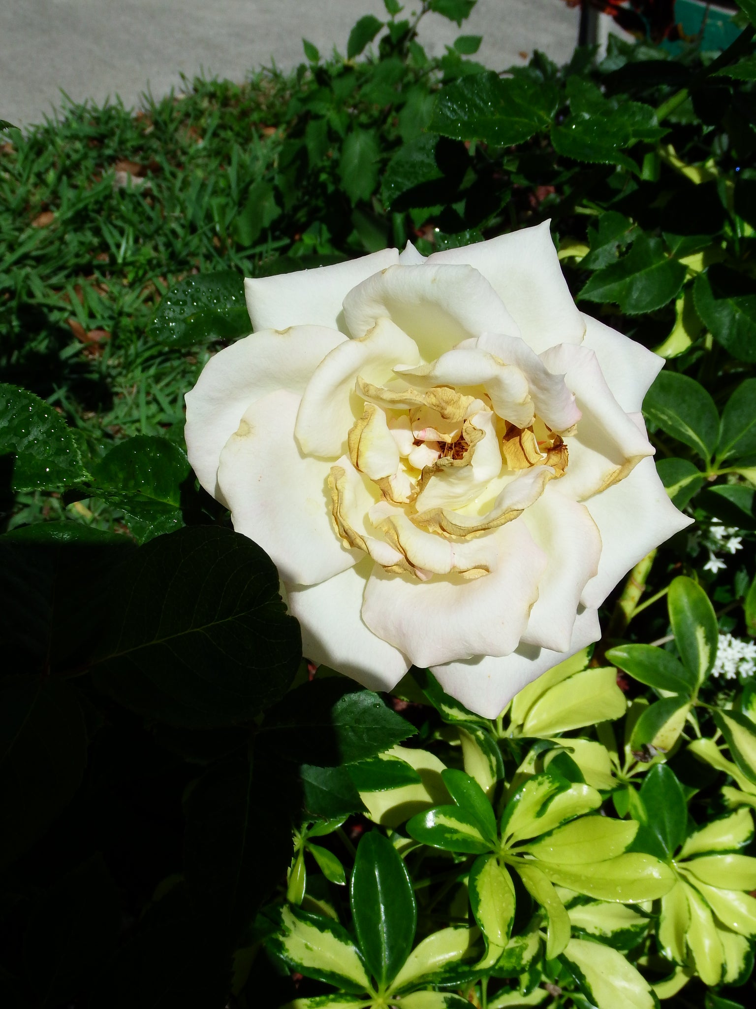 artsy sister,white roses,cute flowers