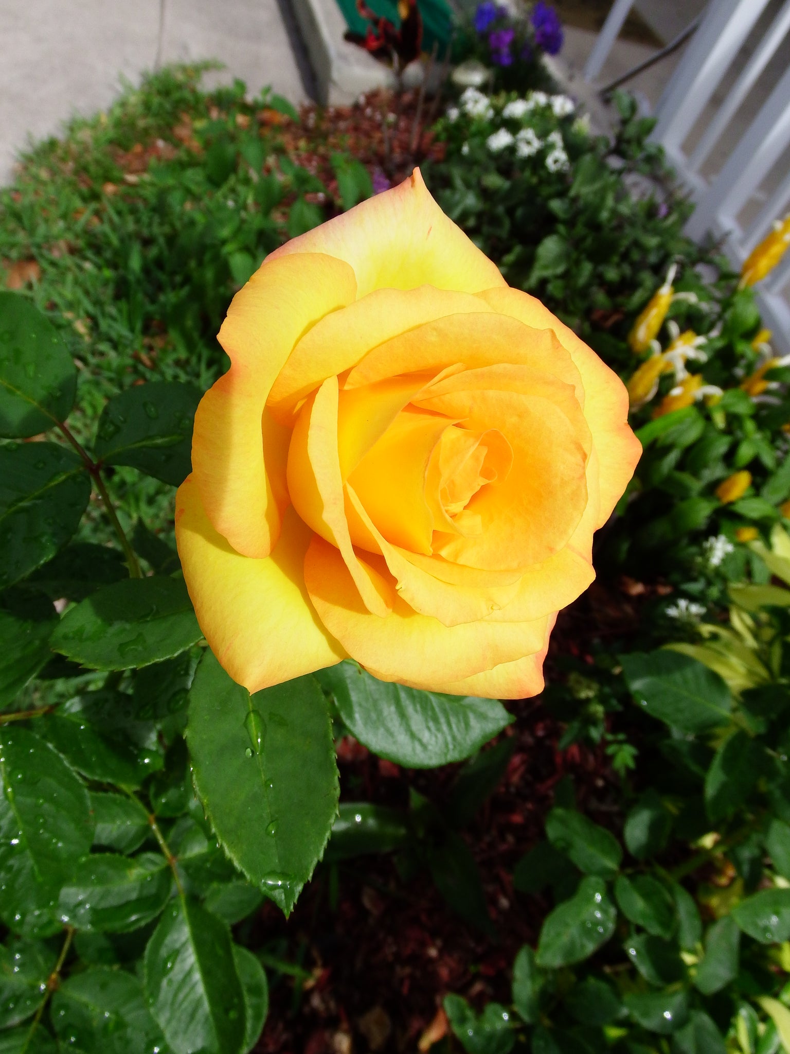 artsy sister,yellow roses,teresita blanco
