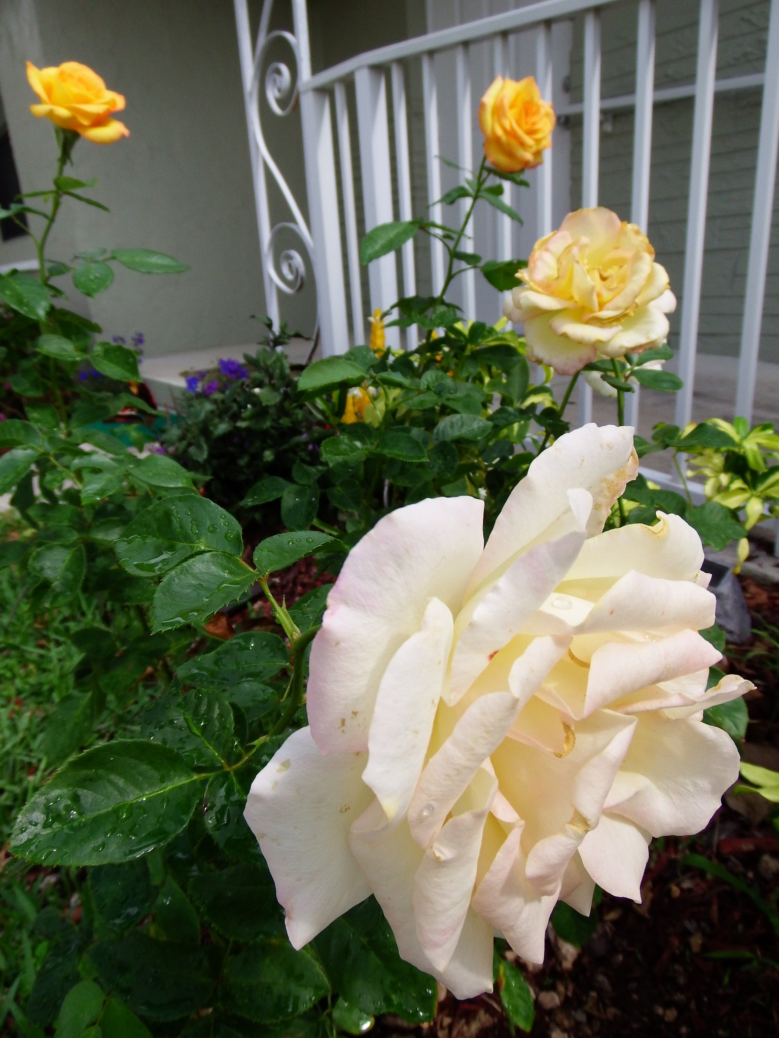 artsy sister,beautiful roses,cute gardening